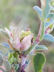 Dasineura coronillae