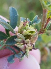 Dasineura coronillae