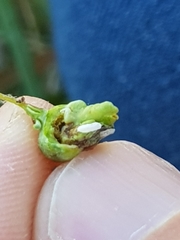 Dasineura coronillae