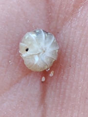Armadillidium album