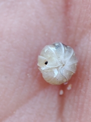 Armadillidium album
