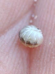 Armadillidium album