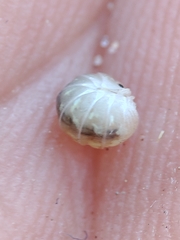 Armadillidium album