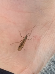 Cramptonomyia spenceri