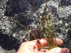 Restio pedicellatus