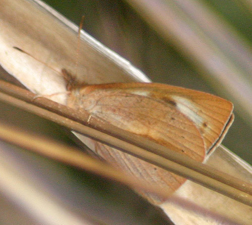 Lymanopoda huilana