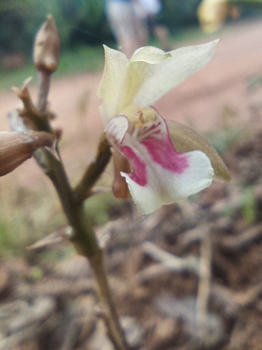 Monk Orchid