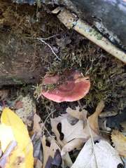 Lactarius quietus incanus