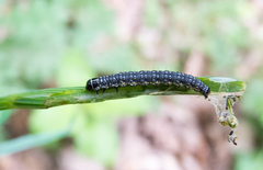 Depressaria daucella