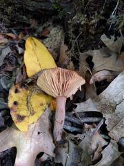 Lactarius quietus incanus