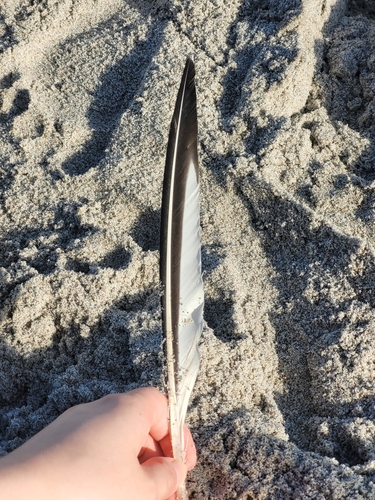 Plume de Sterne royale