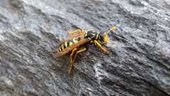 Polistes dominula