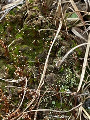 Pogonatum brachyphyllum