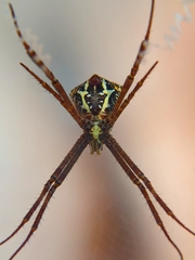 Argiope