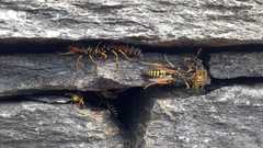 Polistes dominula