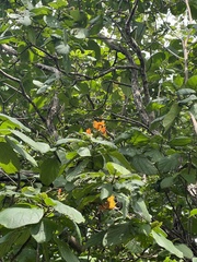 Cordia subcordata