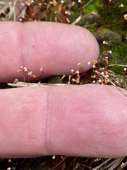 Pogonatum brachyphyllum