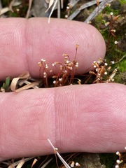 Pogonatum brachyphyllum