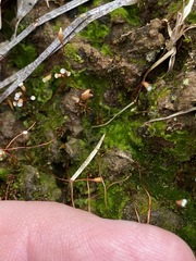 Pogonatum brachyphyllum