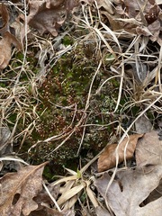 Pogonatum brachyphyllum