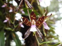 Oncidium reichenheimii