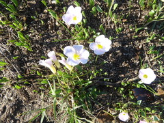 Oxalis monophylla monophylla