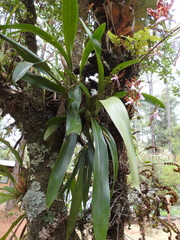 Oncidium reichenheimii
