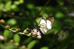Heliopetes ochroleuca