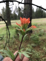 Castilleja hispida hispida