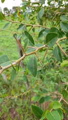 Xylosma venosa
