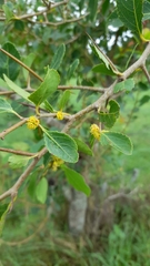 Xylosma venosa