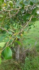 Xylosma venosa
