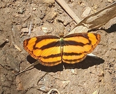 Pantoporia