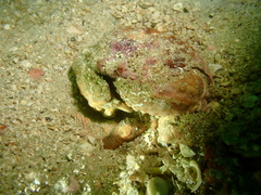 Calappa capellonis