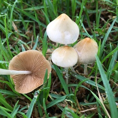 Conocybe filipes
