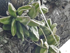 Dischidia major
