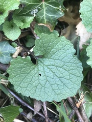 Alliaria petiolata