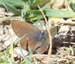 Zizeeria knysna