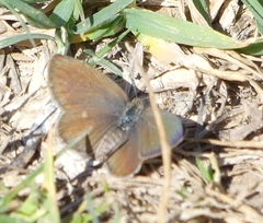 Zizeeria knysna