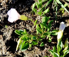 Oxalis monophylla monophylla