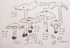 Smithiomyces