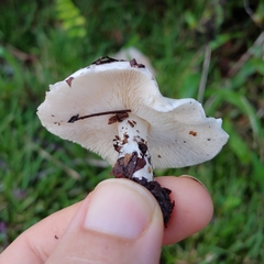 Smithiomyces