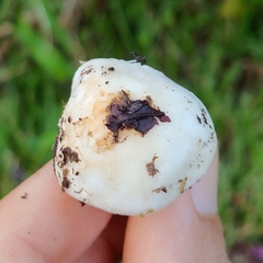 Smithiomyces