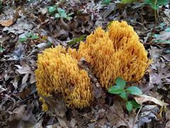 Ramaria divaricata