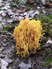 Ramaria divaricata
