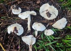 Smithiomyces