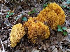 Ramaria divaricata