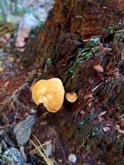 Hydnum subtilior