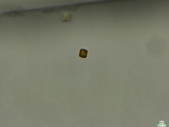 Coscinodiscophycidae