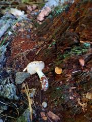 Hydnum subtilior